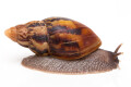 Lissachatina zanzibarica semiadult, 7cm